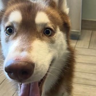 Nico, Adoptable, Adult Male Husky.