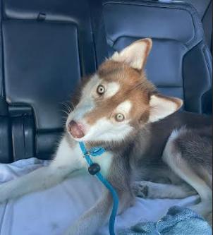 Enlarge Nico, a Adoptable Husky in Palm Harbor, FL image 5/6