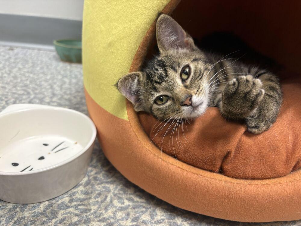 Enlarge Lace, a Adoptable Domestic Short Hair in Topeka, KS image 4/6