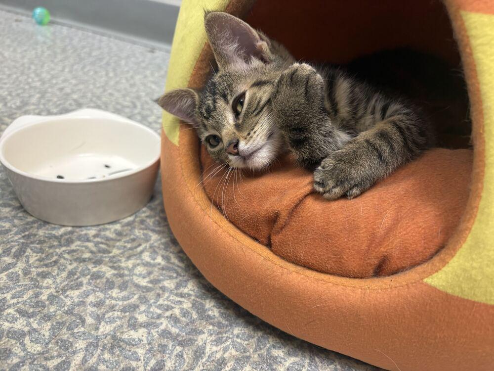 Enlarge Lace, a Adoptable Domestic Short Hair in Topeka, KS image 5/6