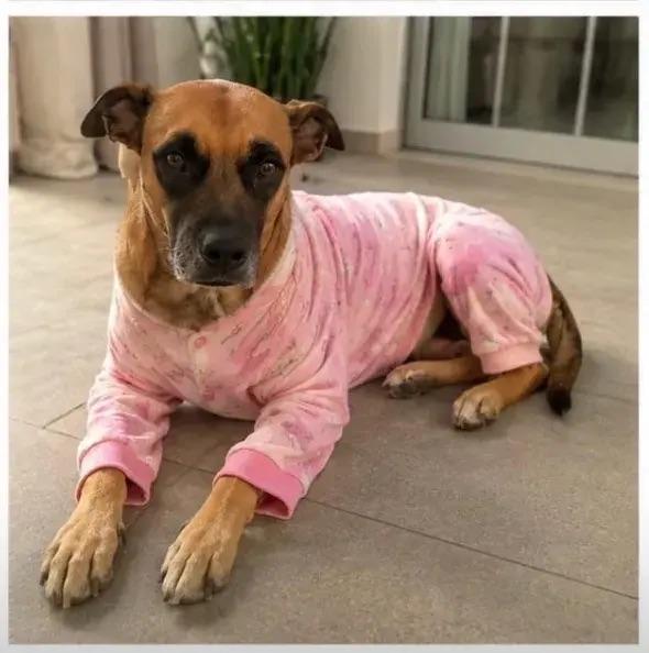 Enlarge Abby, a ADOPTABLE mixed breed in Polk, OH image 2/4