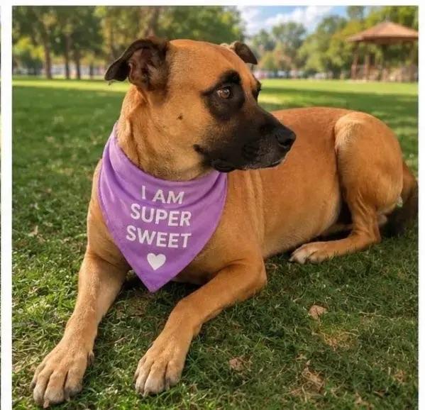 Abby, ADOPTABLE, Adult Female Mastiff & Mixed Breed.