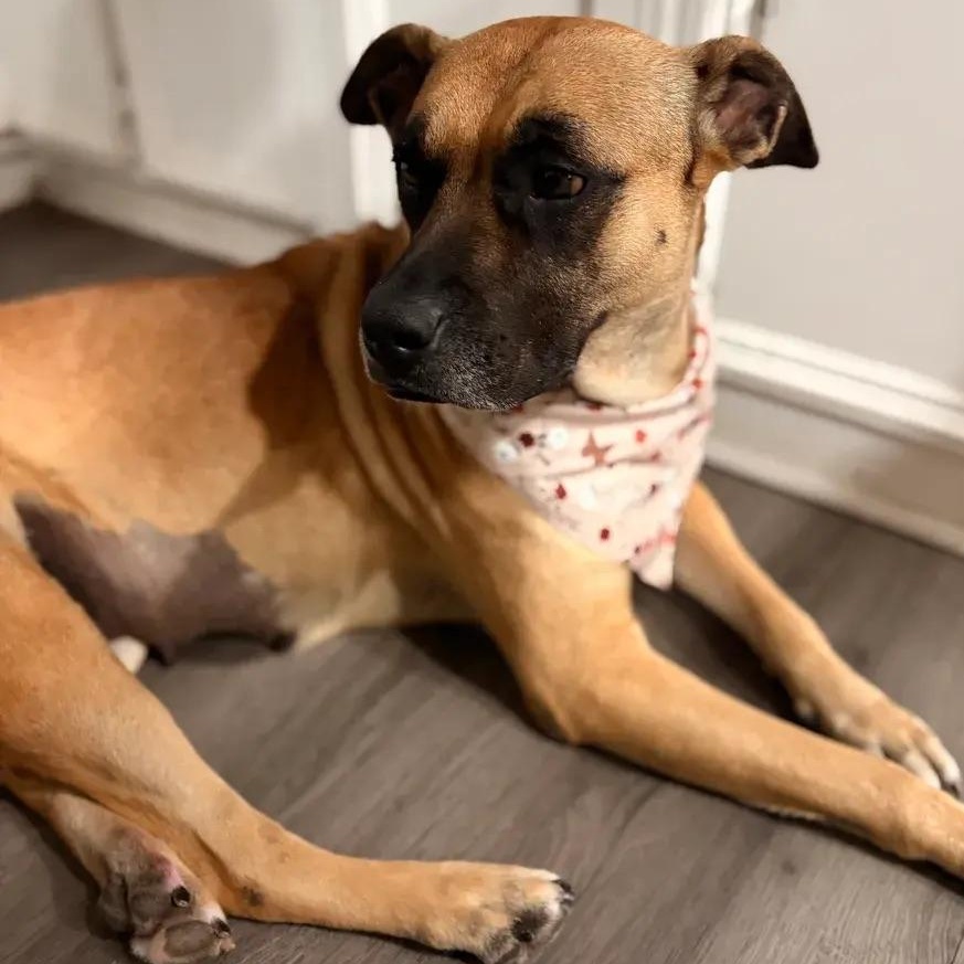 Enlarge Abby, a ADOPTABLE mixed breed in Polk, OH image 3/4