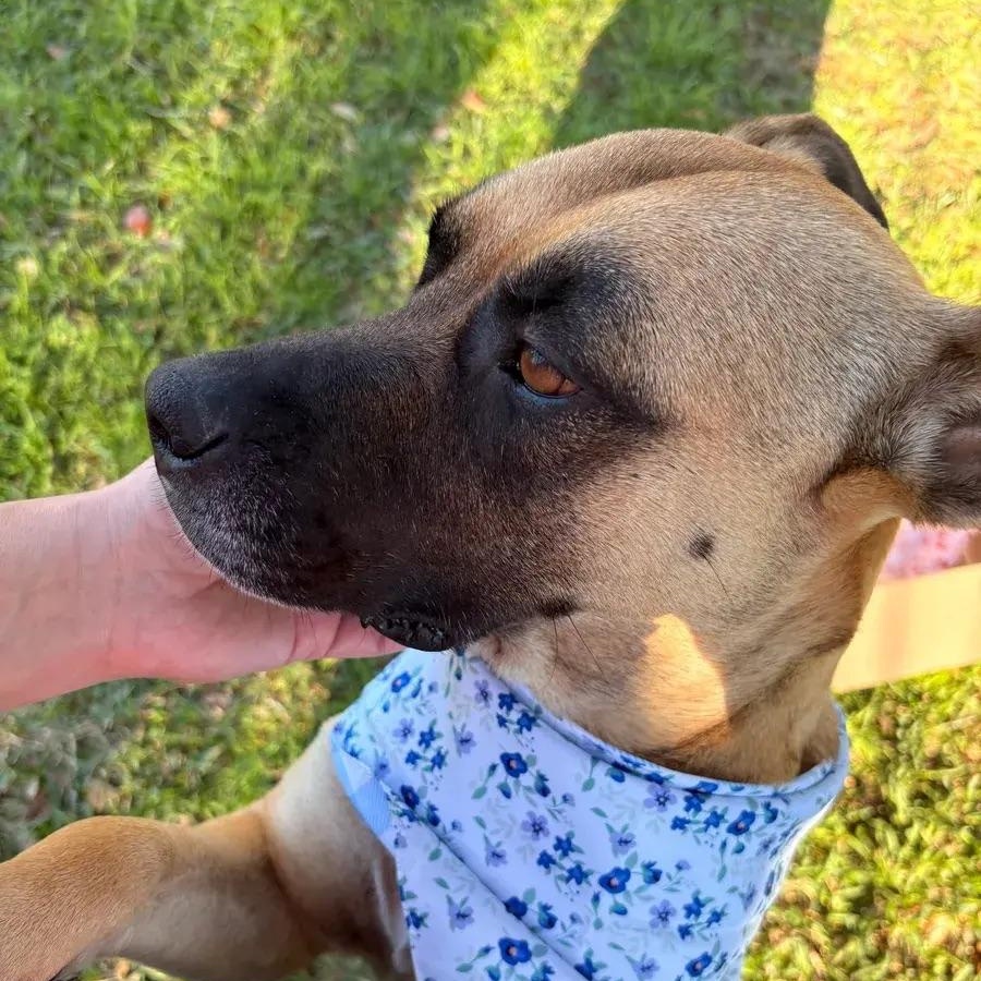 Enlarge Abby, a ADOPTABLE mixed breed in Polk, OH image 4/4