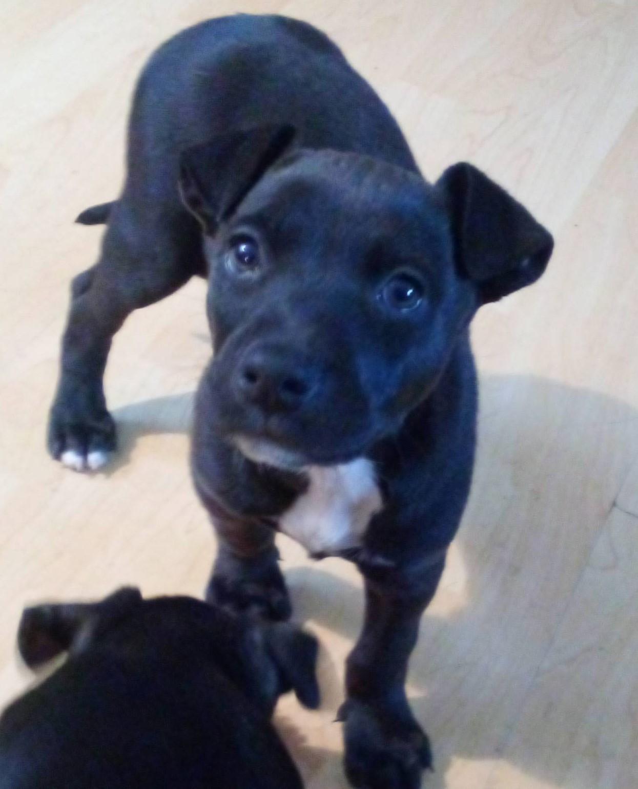 Enlarge Fozzie Bear, a Adoptable mixed breed in South Royalton, VT image 1/2