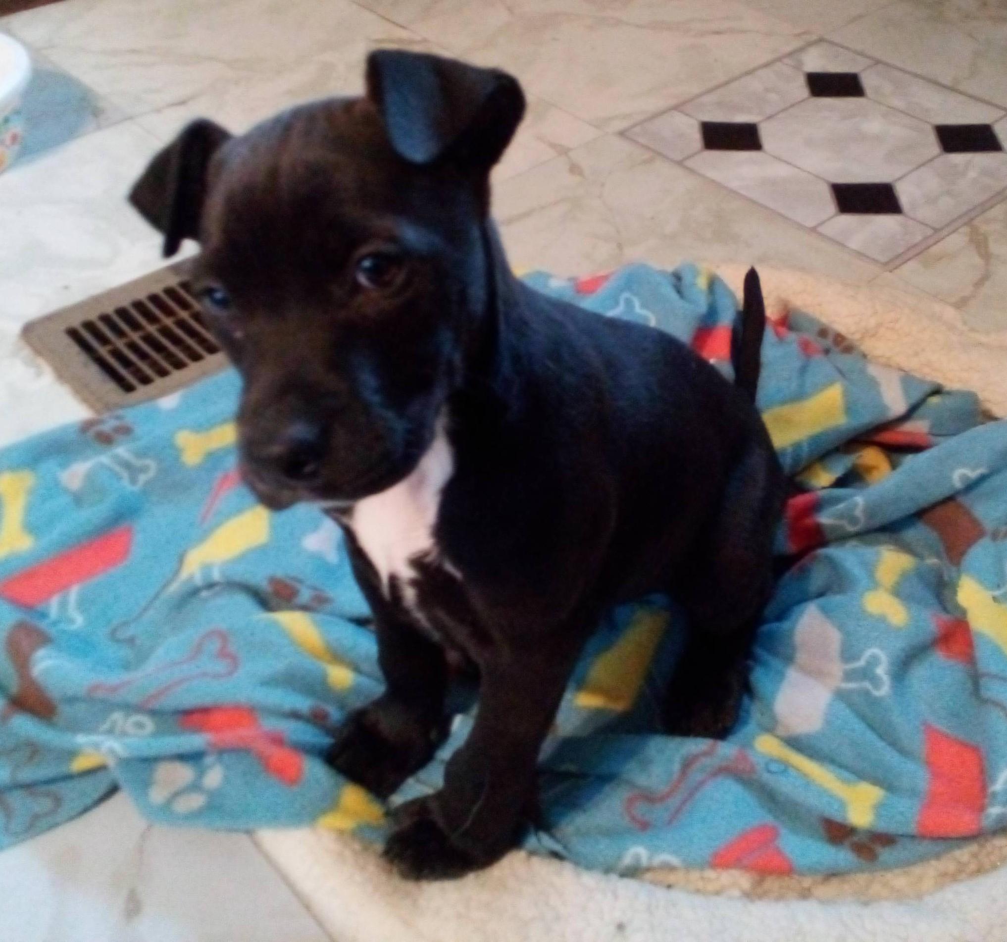 Enlarge Fozzie Bear, a Adoptable mixed breed in South Royalton, VT image 2/2