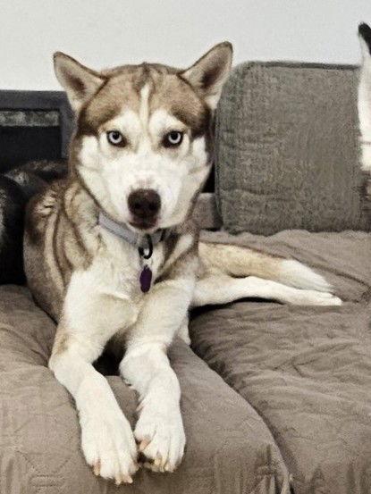 Portia, a Adoptable Siberian Husky in Millersville, MD image 1/3