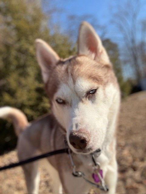 Portia, a Adoptable Siberian Husky in Millersville, MD image 2/3
