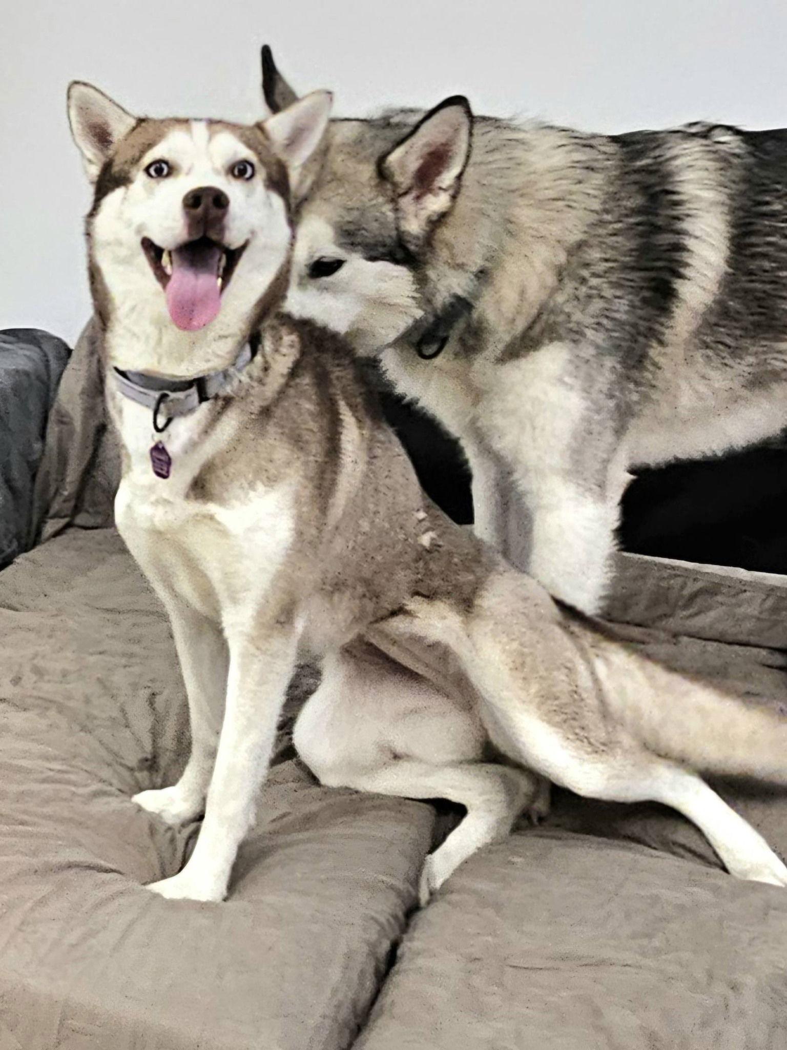 Portia, a Adoptable Siberian Husky in Millersville, MD image 3/3