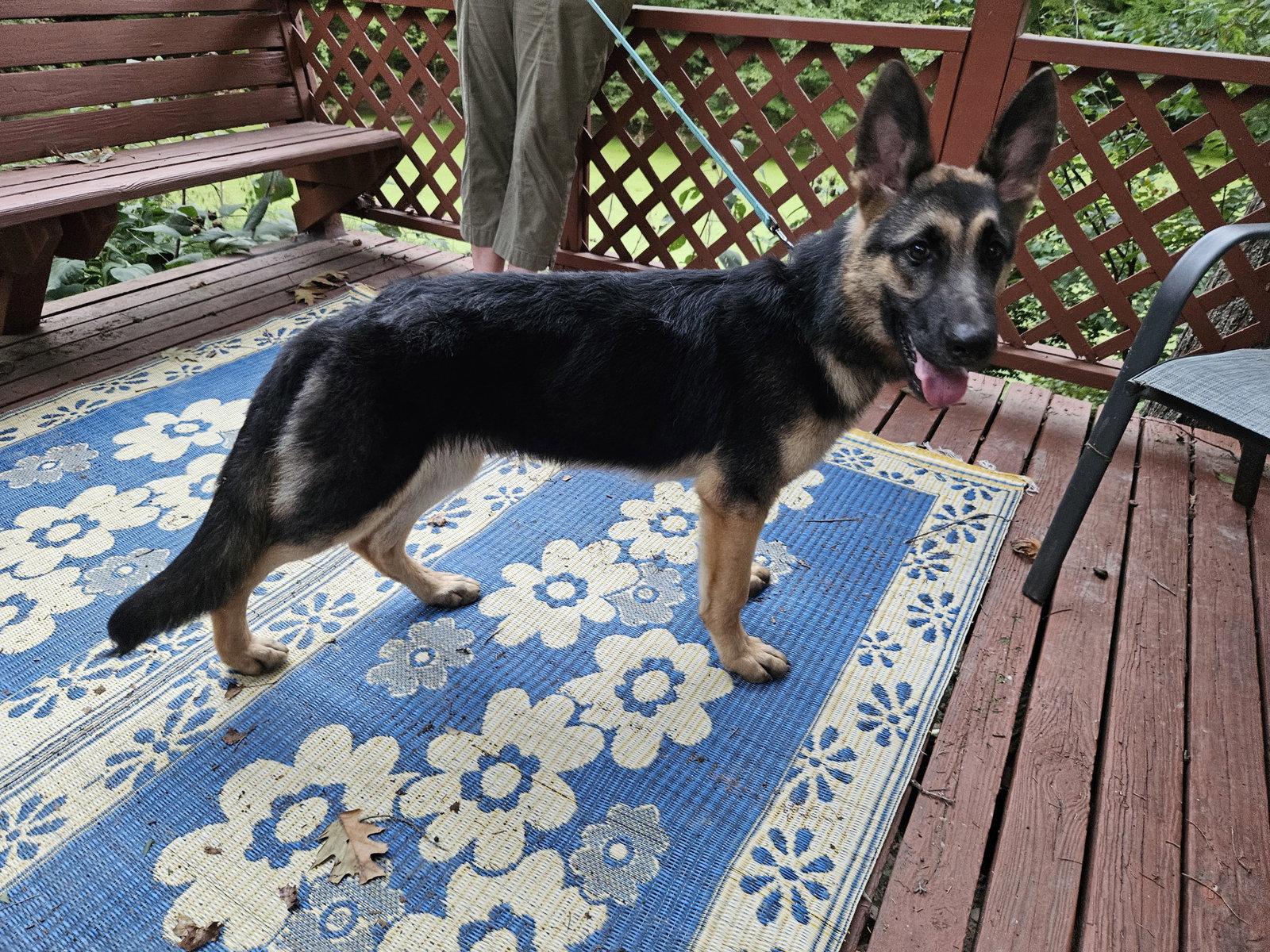 Jack, Adoptable, Young Male German Shepherd Dog.