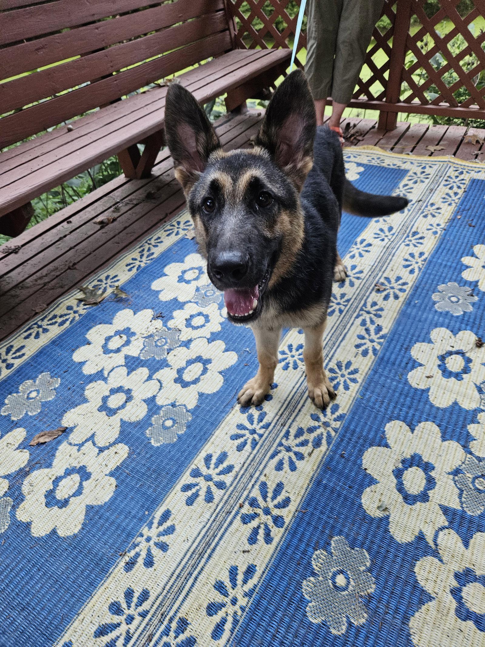 Enlarge Jack, a Adoptable German Shepherd Dog in Louisville, KY image 2/3