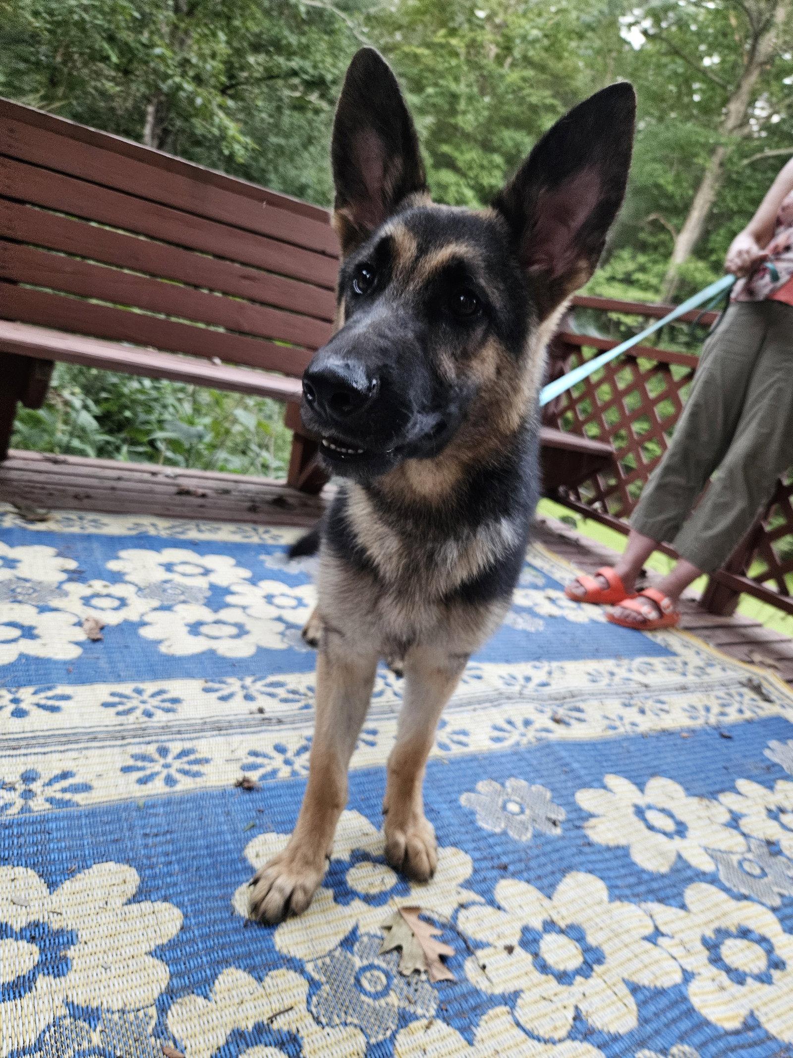 Enlarge Jack, a Adoptable German Shepherd Dog in Louisville, KY image 3/3