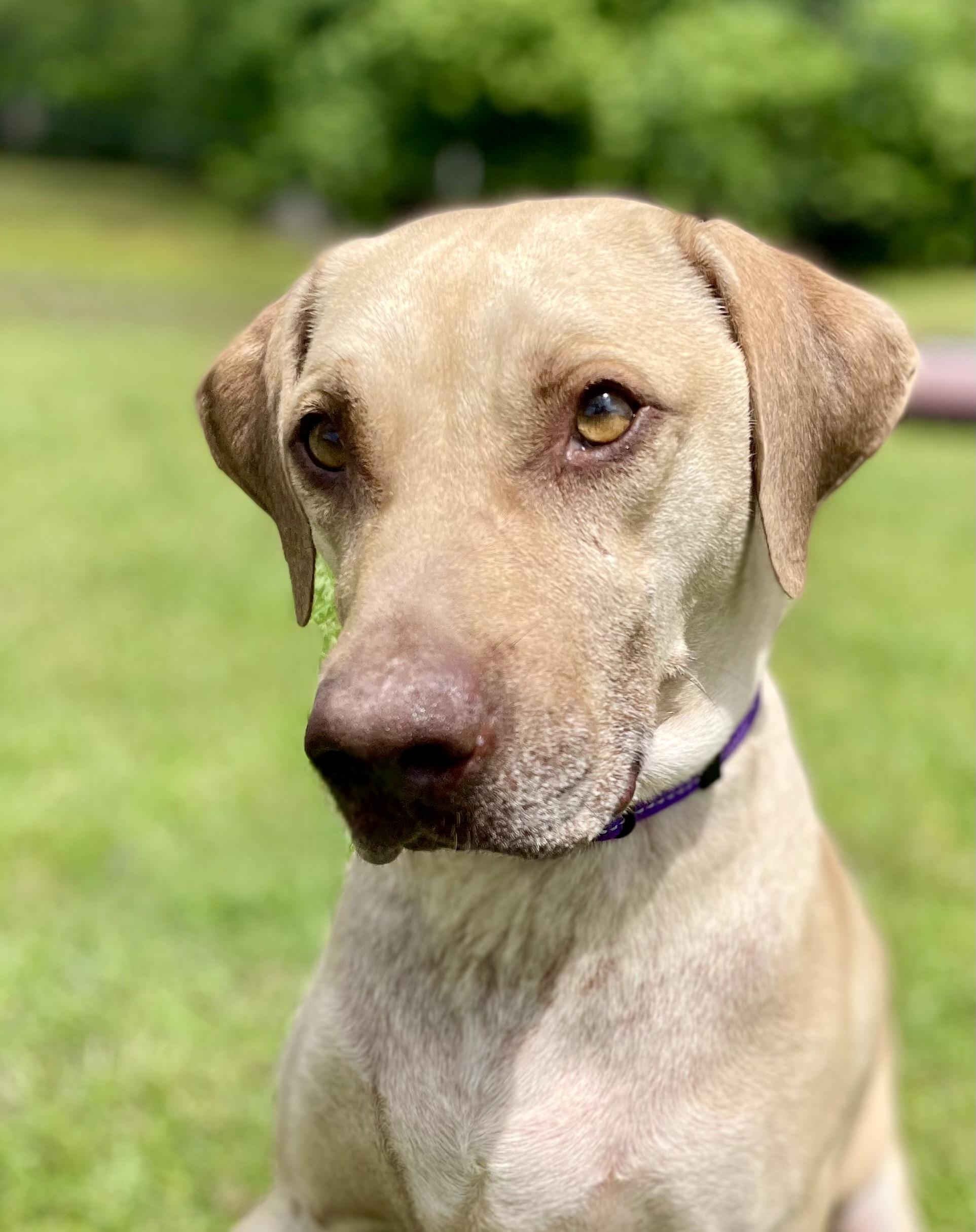 Enlarge Sounder, a Adoptable mixed breed in Leesburg, AL image 2/5