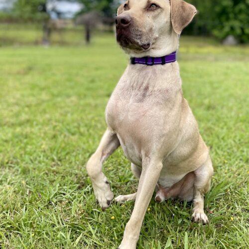 Sounder, a Adoptable mixed breed in Leesburg, AL image 4/5
