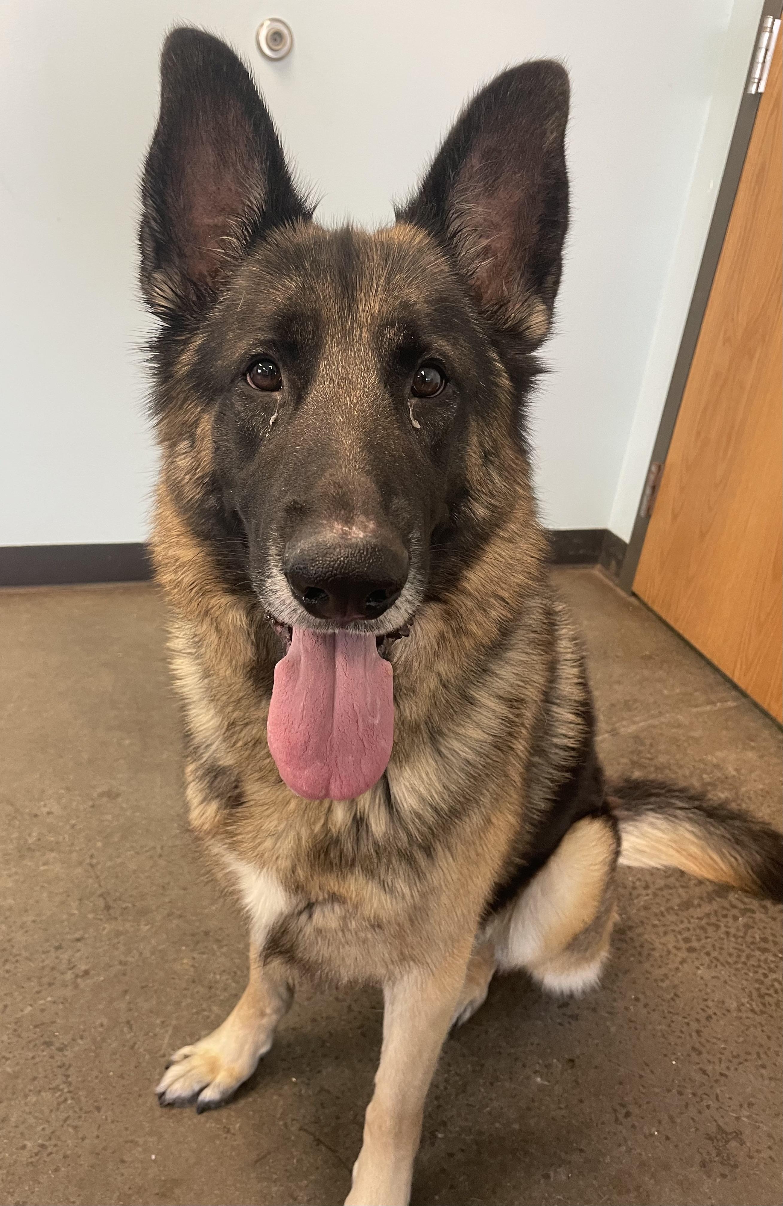 Montana, a ADOPTABLE German Shepherd Dog in Mishawaka, IN image 2/5