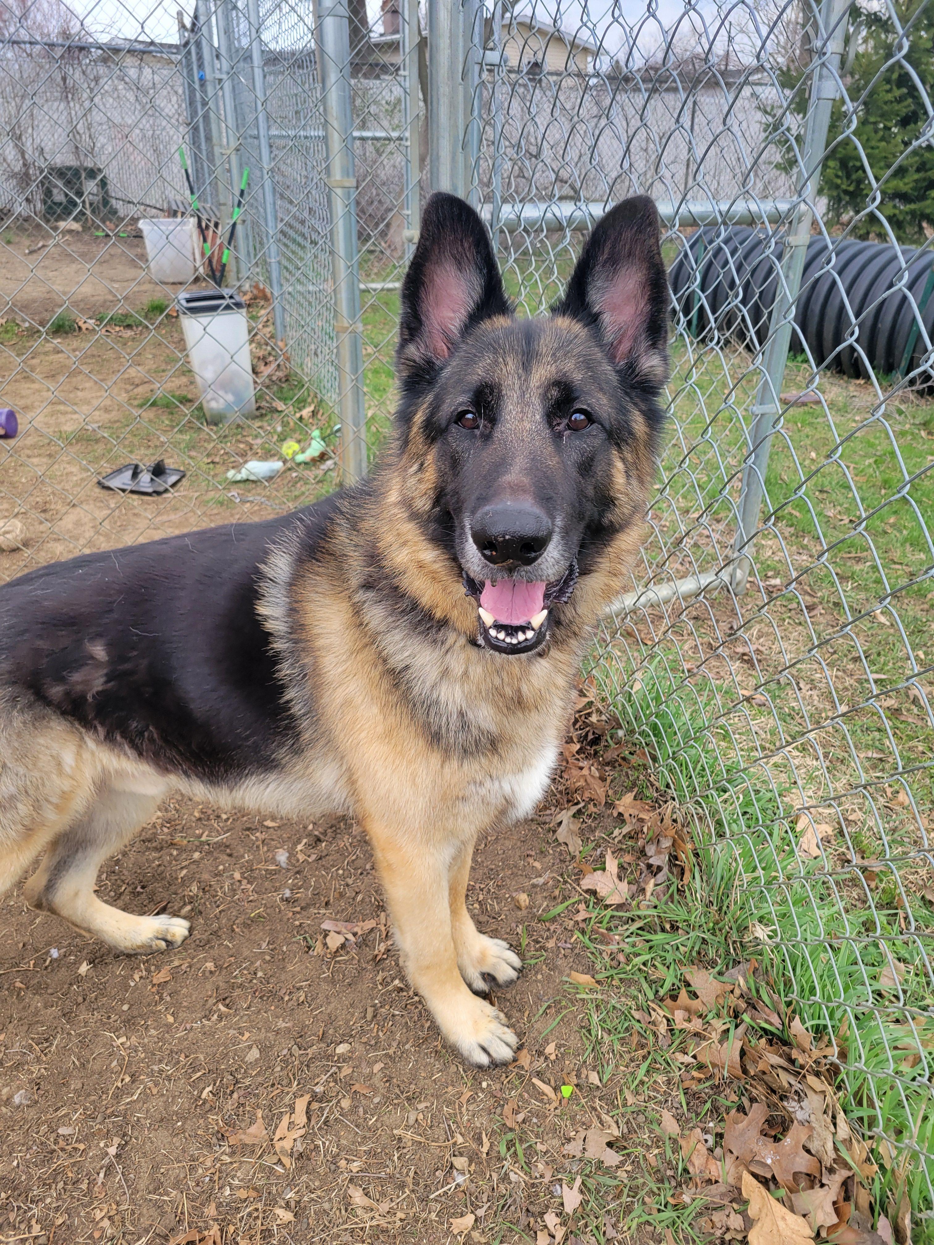 Montana, an adopted German Shepherd Dog in Mishawaka, IN image 2/5