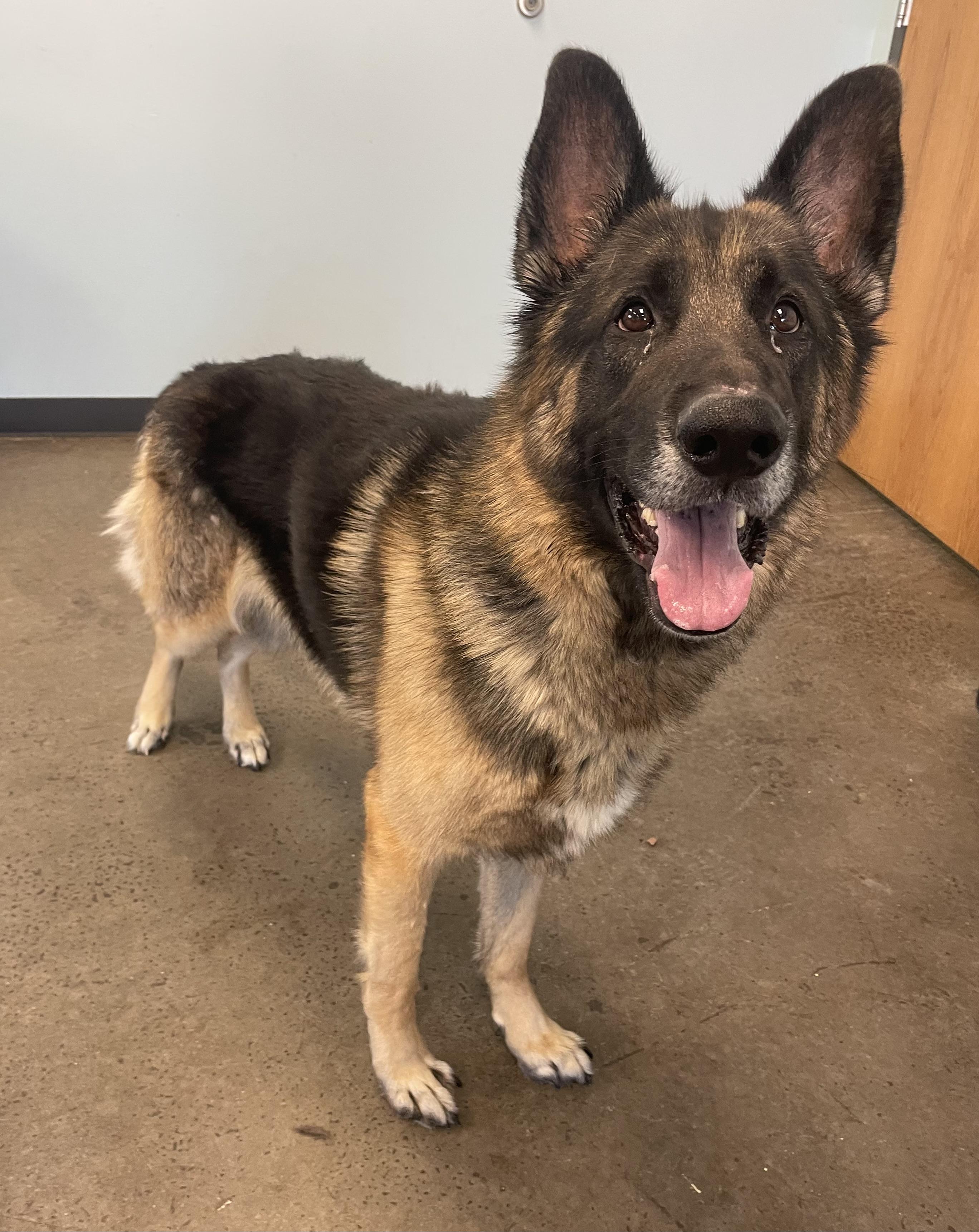 Montana, ADOPTABLE, Adult Male German Shepherd Dog.