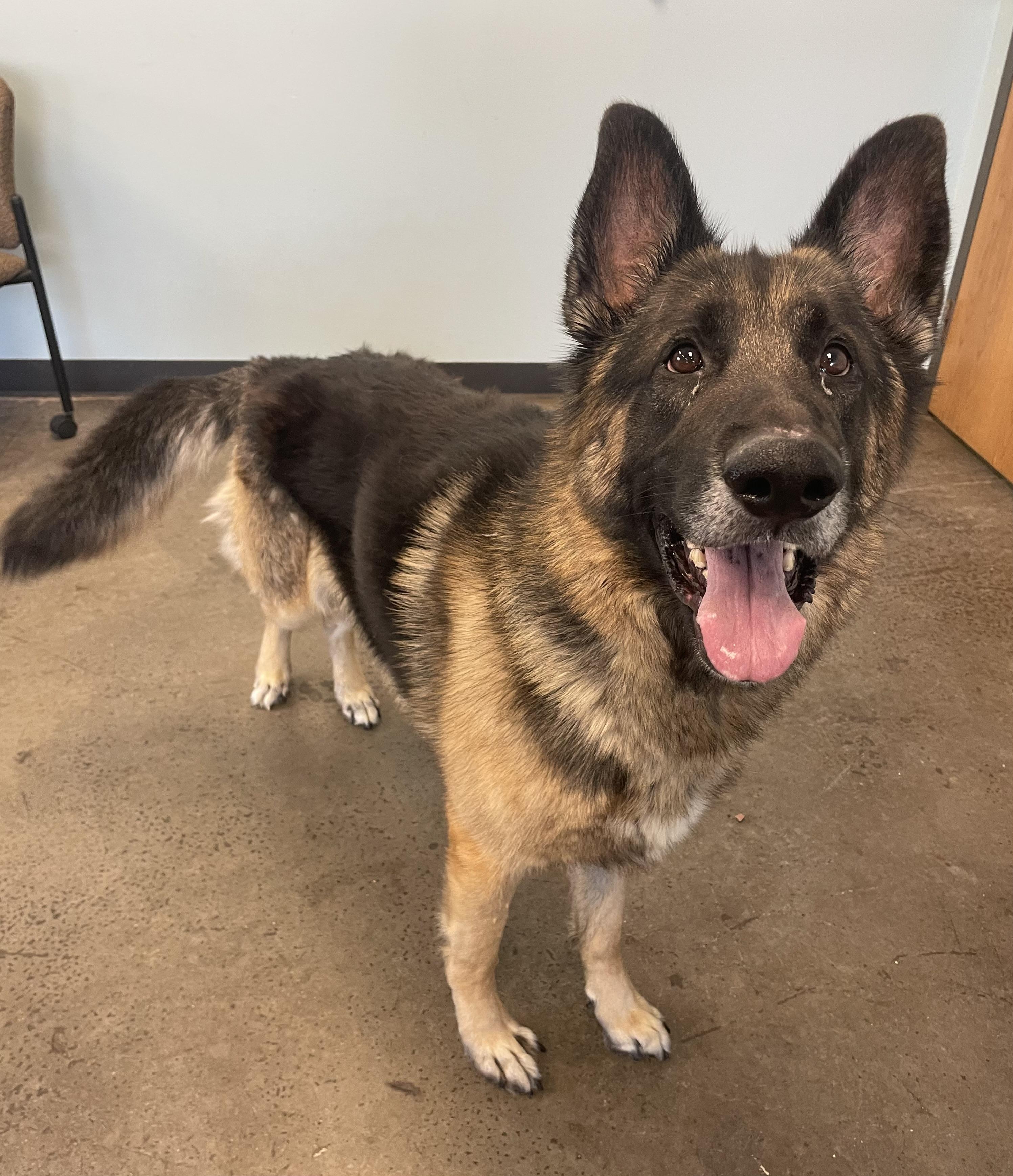 Montana, a ADOPTABLE German Shepherd Dog in Mishawaka, IN image 4/5