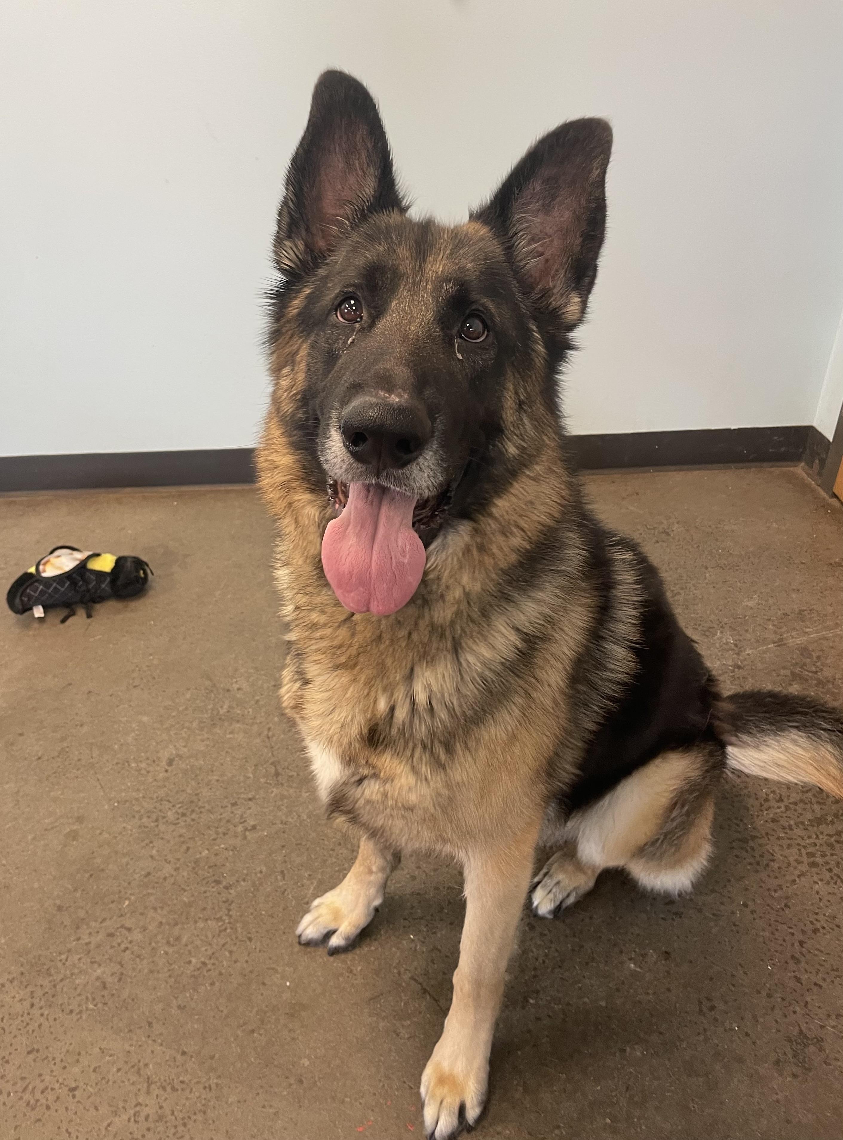 Montana, a ADOPTABLE German Shepherd Dog in Mishawaka, IN image 3/5