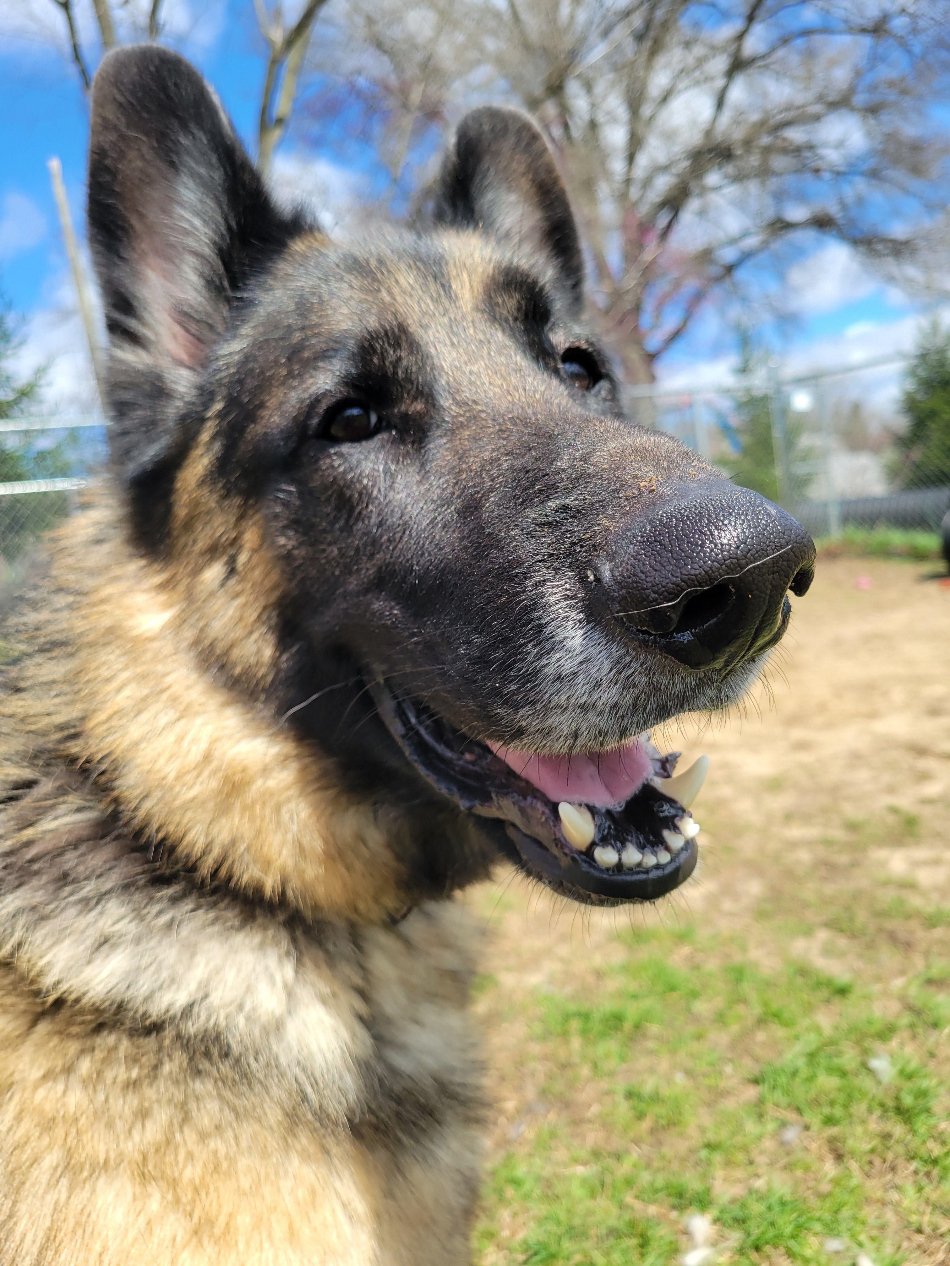 Montana, an adopted German Shepherd Dog in Mishawaka, IN image 1/5