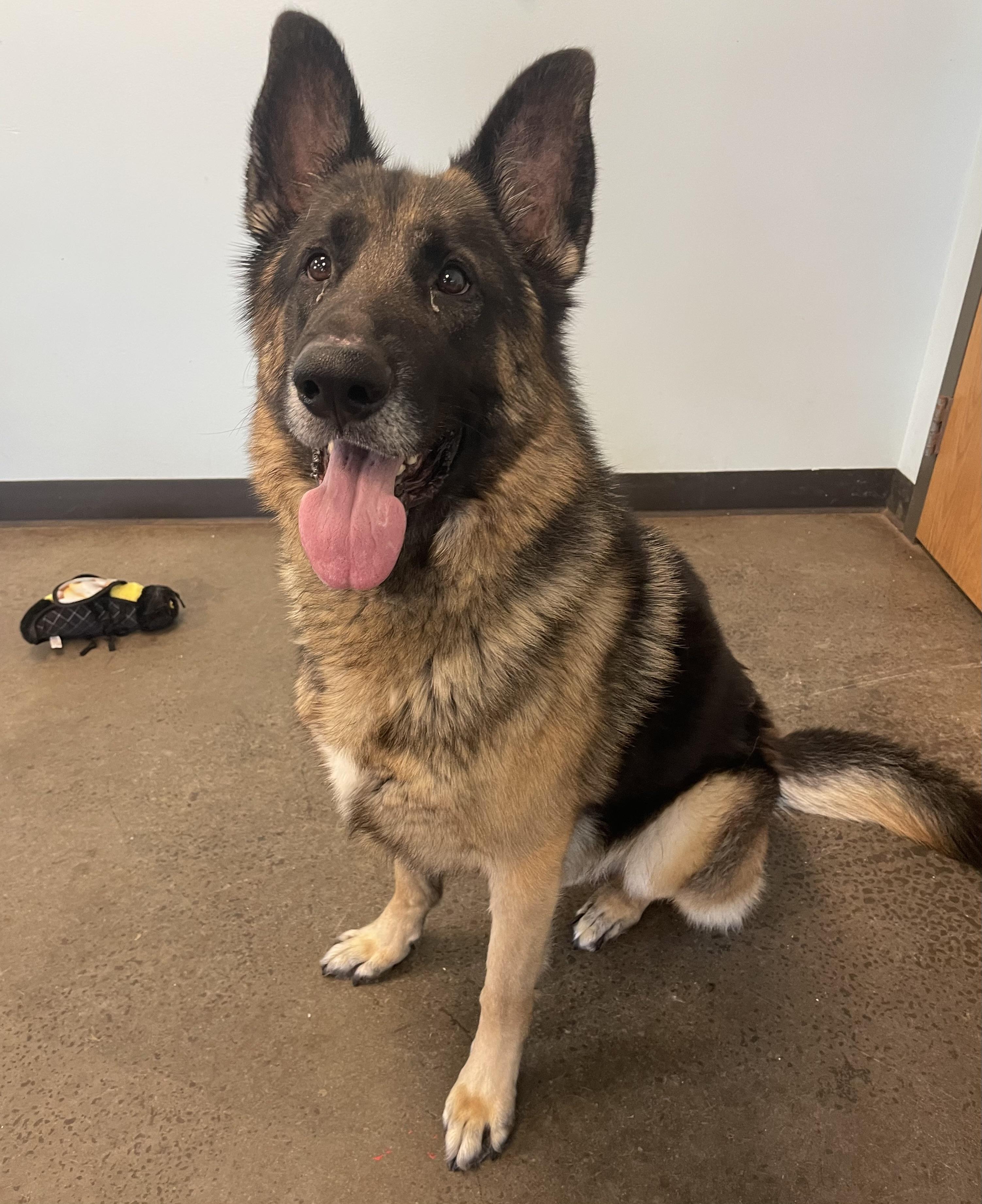 Montana, a ADOPTABLE German Shepherd Dog in Mishawaka, IN image 5/5