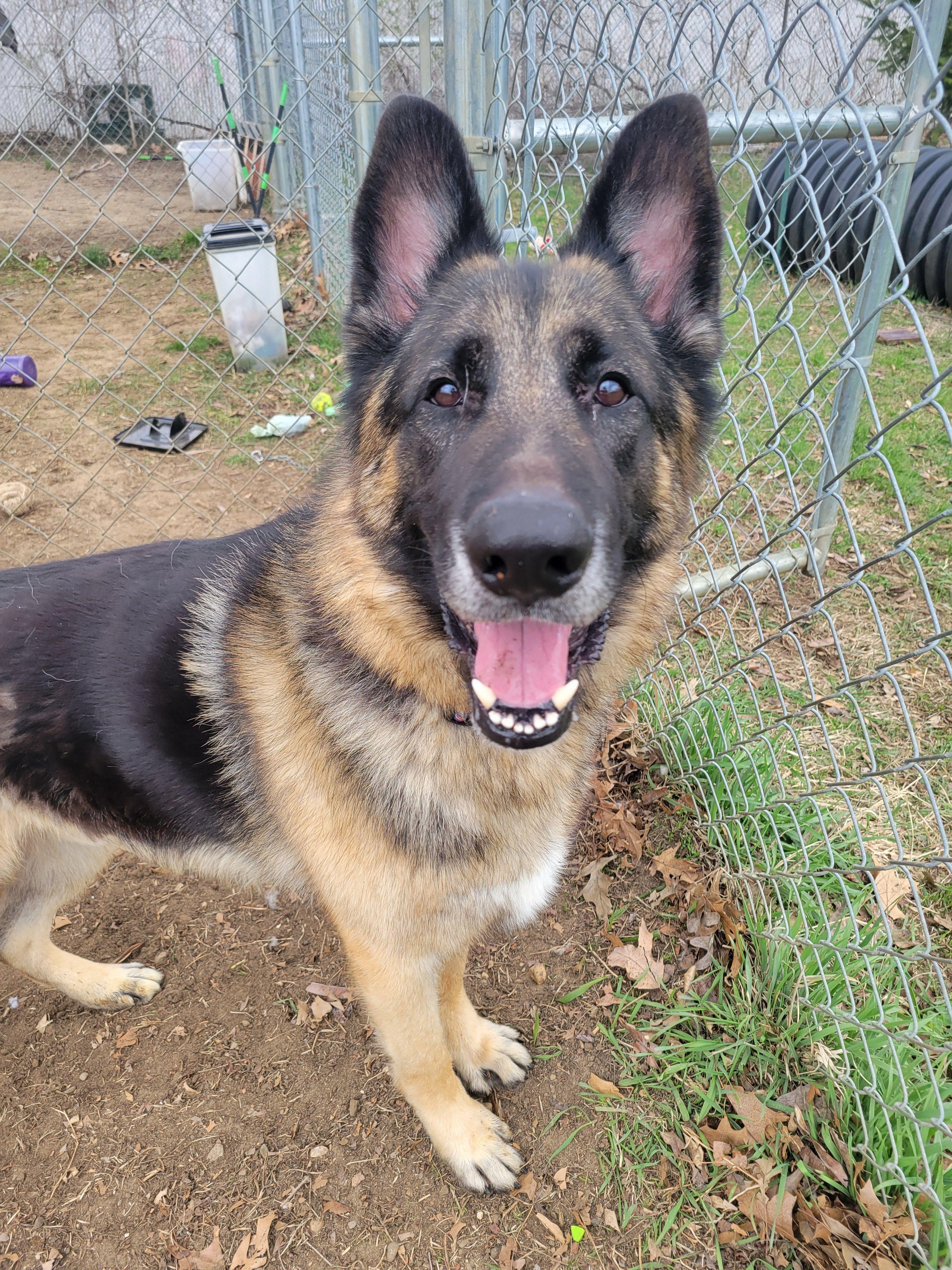 Montana, an adopted German Shepherd Dog in Mishawaka, IN image 4/5