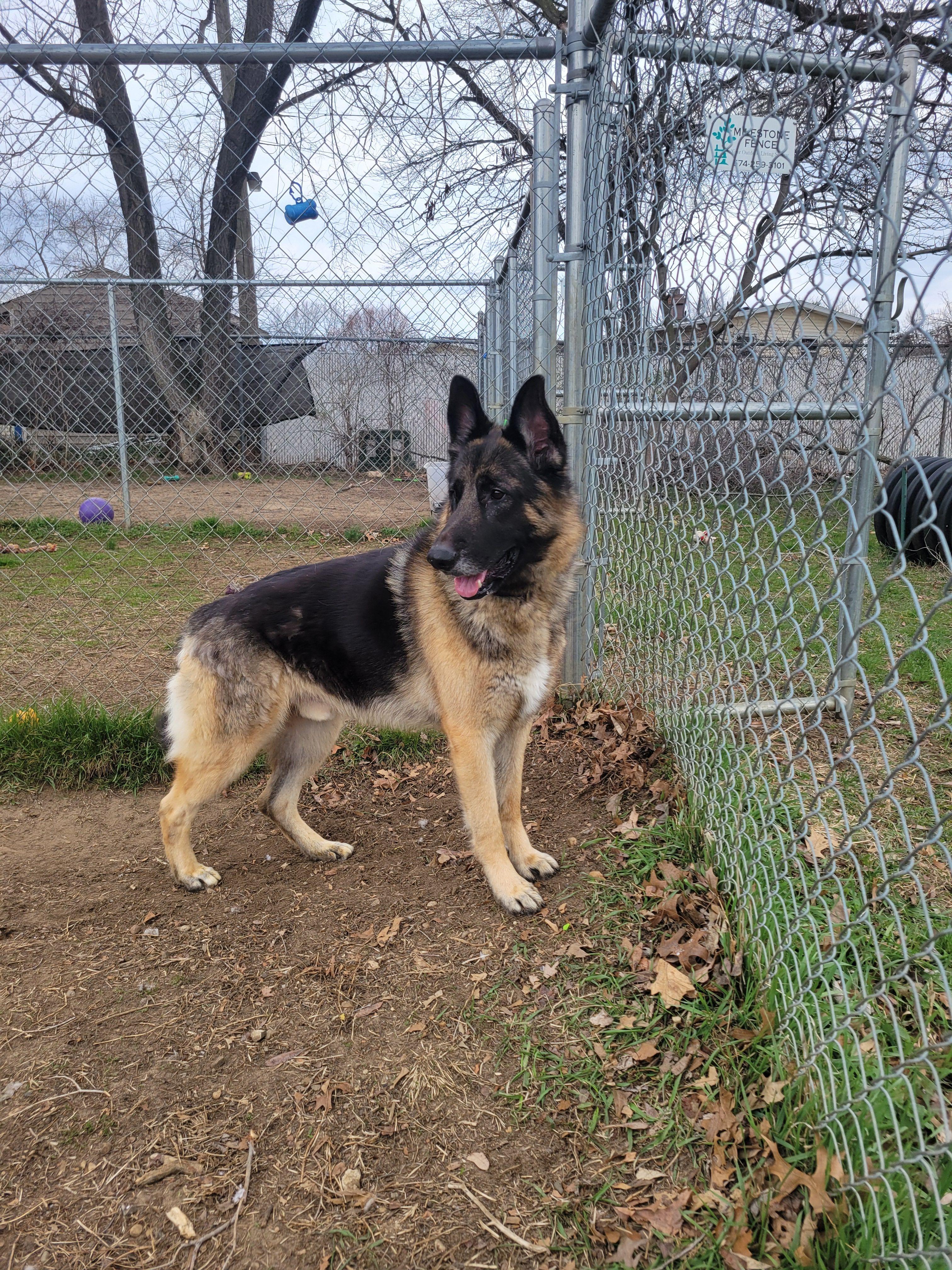 Montana, an adopted German Shepherd Dog in Mishawaka, IN image 5/5