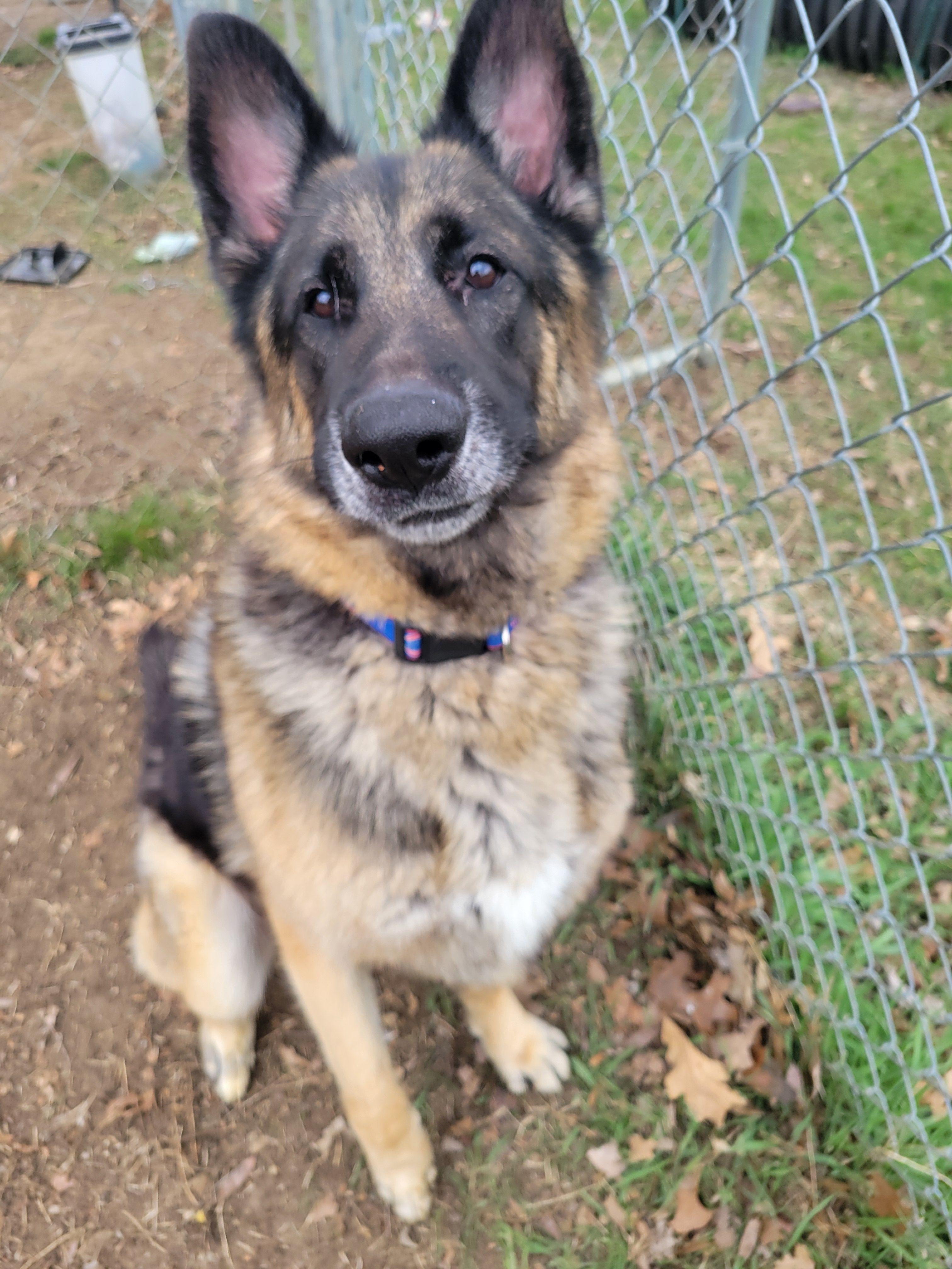 Montana, an adopted German Shepherd Dog in Mishawaka, IN image 3/5