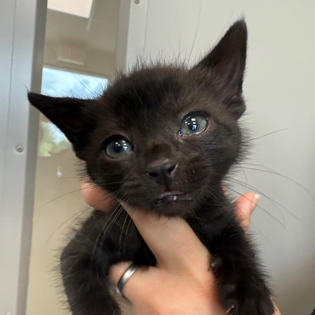 Raven Litter 3, Adoptable, Kitten Male Domestic Short Hair.