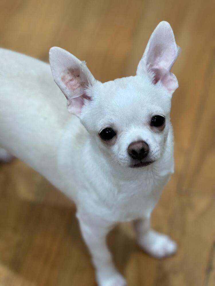 Enlarge Roger, a Adoptable Chihuahua in Concord, CA image 1/1