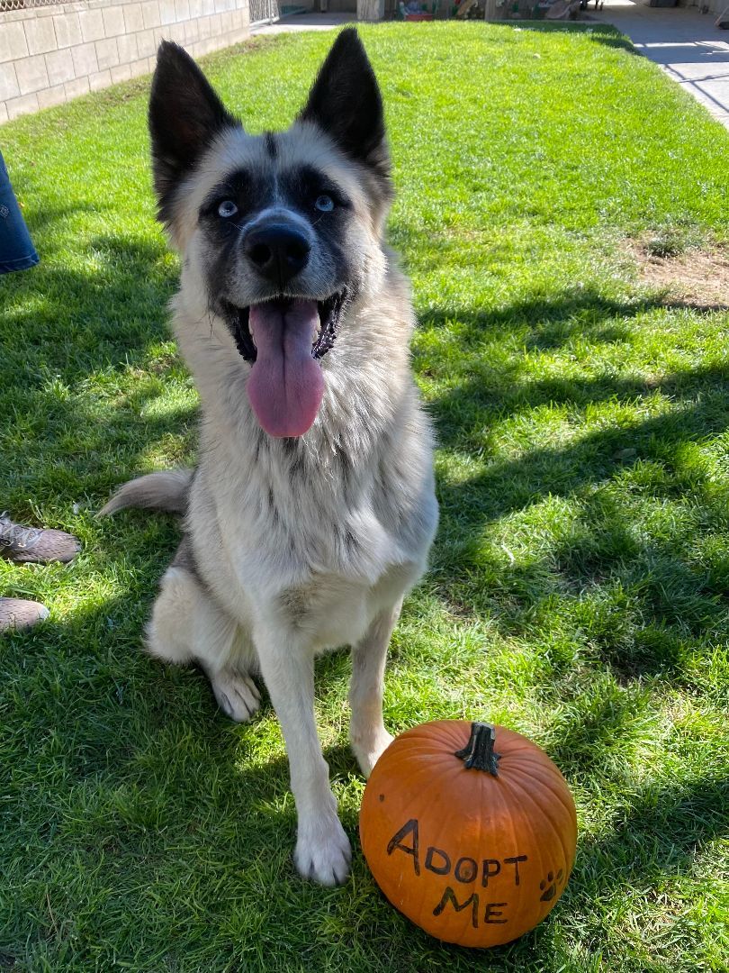 Arya, a Adoptable Akita in Agua Dulce, CA image 1/6