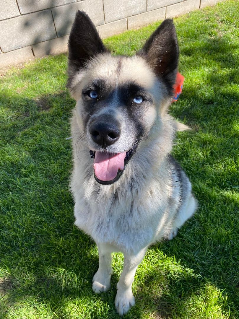 Arya, a Adoptable Akita in Agua Dulce, CA image 2/6