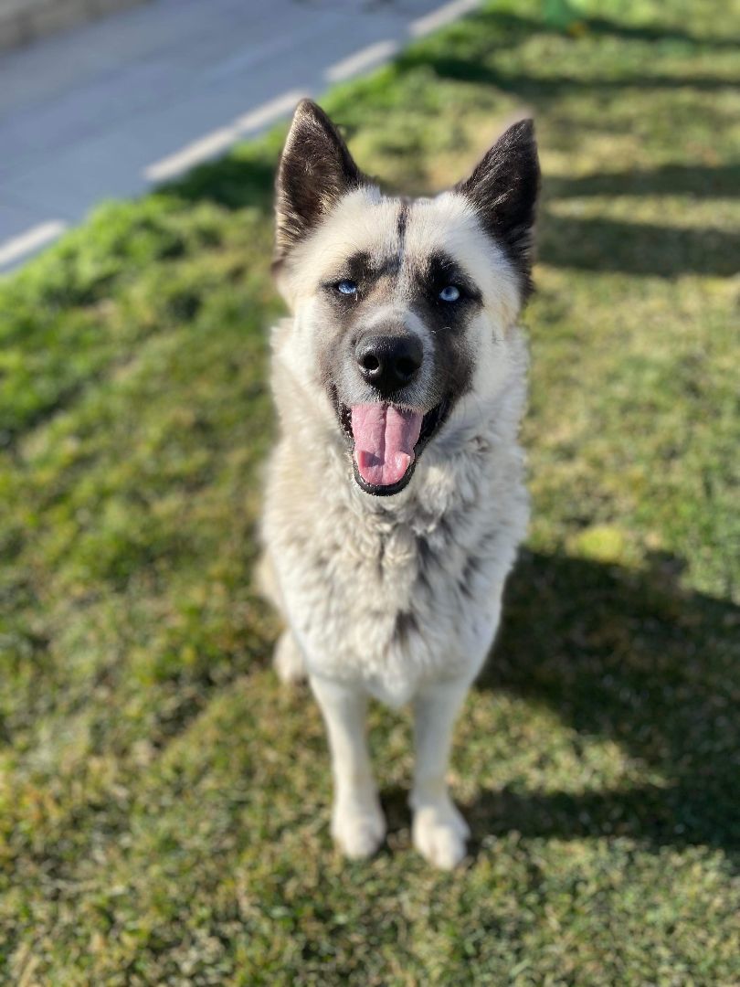 Arya, a Adoptable Akita in Agua Dulce, CA image 3/6