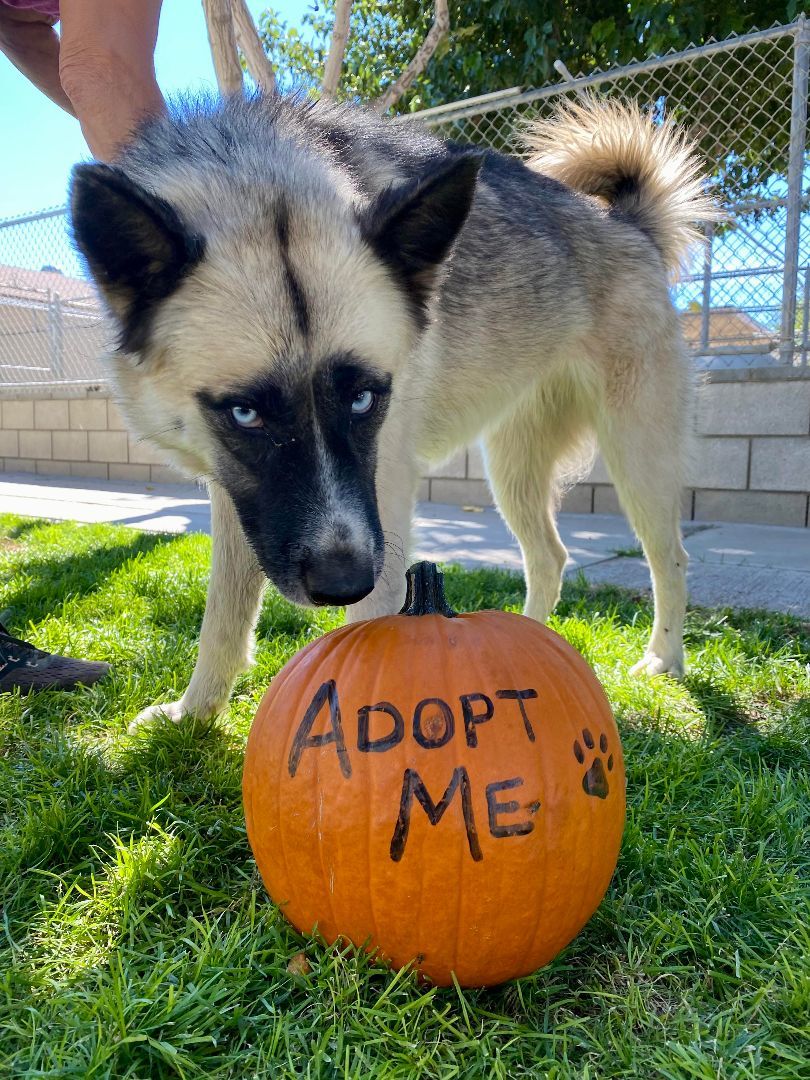 Arya, a Adoptable Akita in Agua Dulce, CA image 4/6