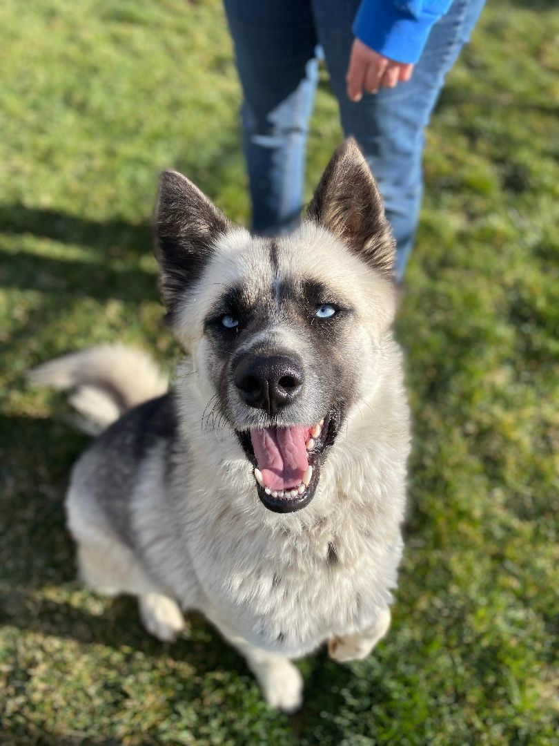Arya, an adoptable Akita in Agua Dulce, CA, 91350 | Photo Image 2