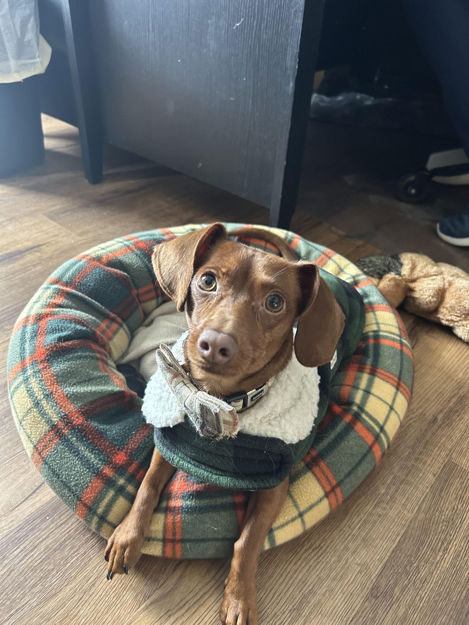 Enlarge Roman, a Adoptable Dachshund in Lancaster, PA image 2/2
