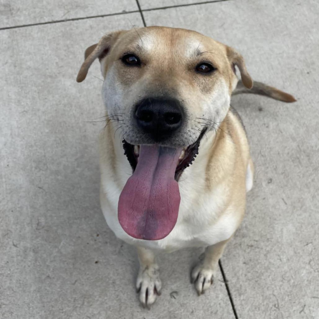 Gunnar, Adoptable, Adult Male Pit Bull Terrier & Labrador Retriever.