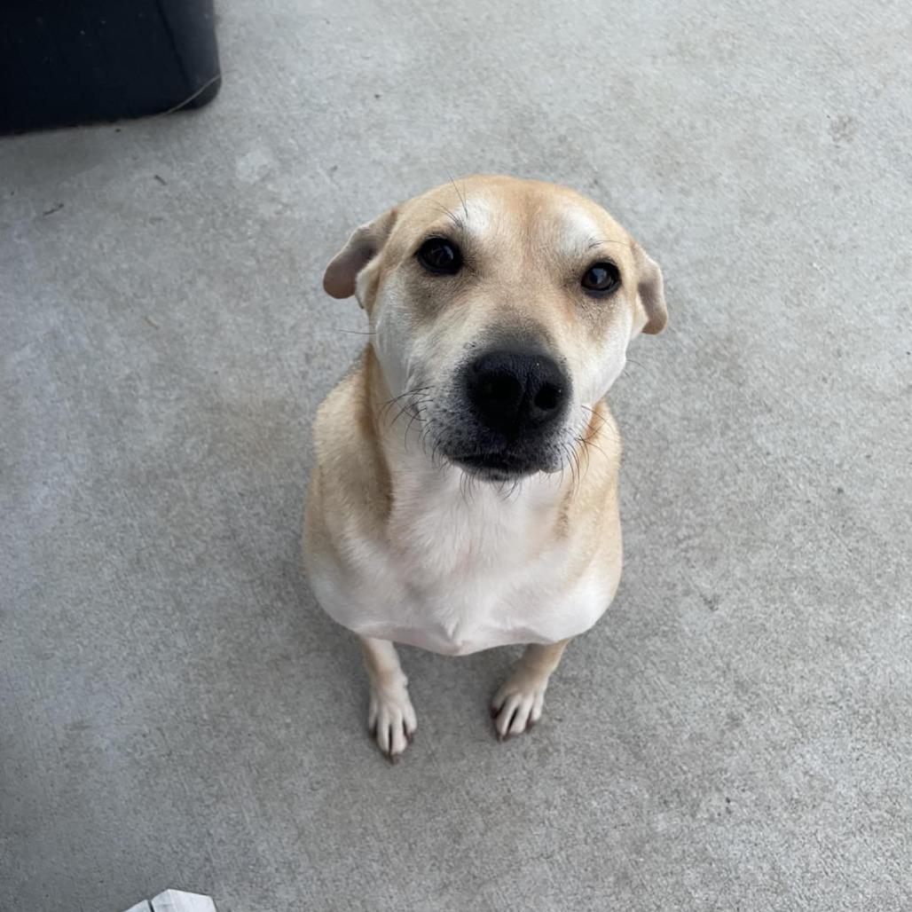Gunnar, Adoptable, Adult Male Pit Bull Terrier & Labrador Retriever.
