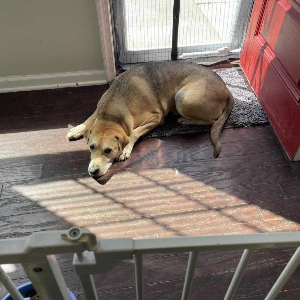 Enlarge Gunnar, a Adoptable mixed breed in Zuni, VA image 3/6