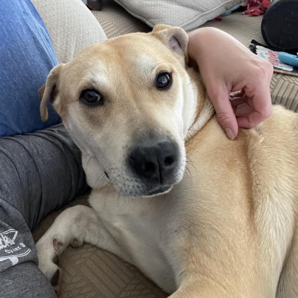 Enlarge Gunnar, a Adoptable mixed breed in Zuni, VA image 4/6