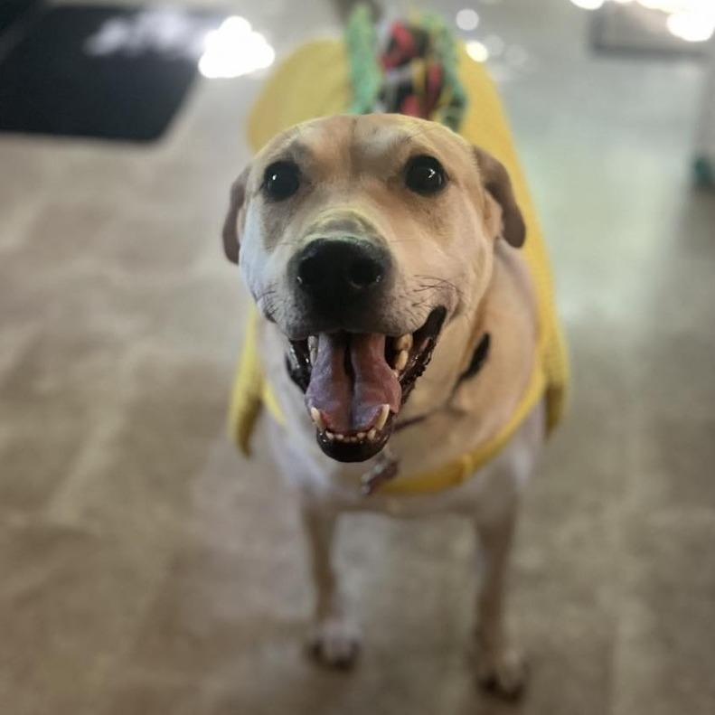 Enlarge Gunnar, a Adoptable mixed breed in Zuni, VA image 5/6