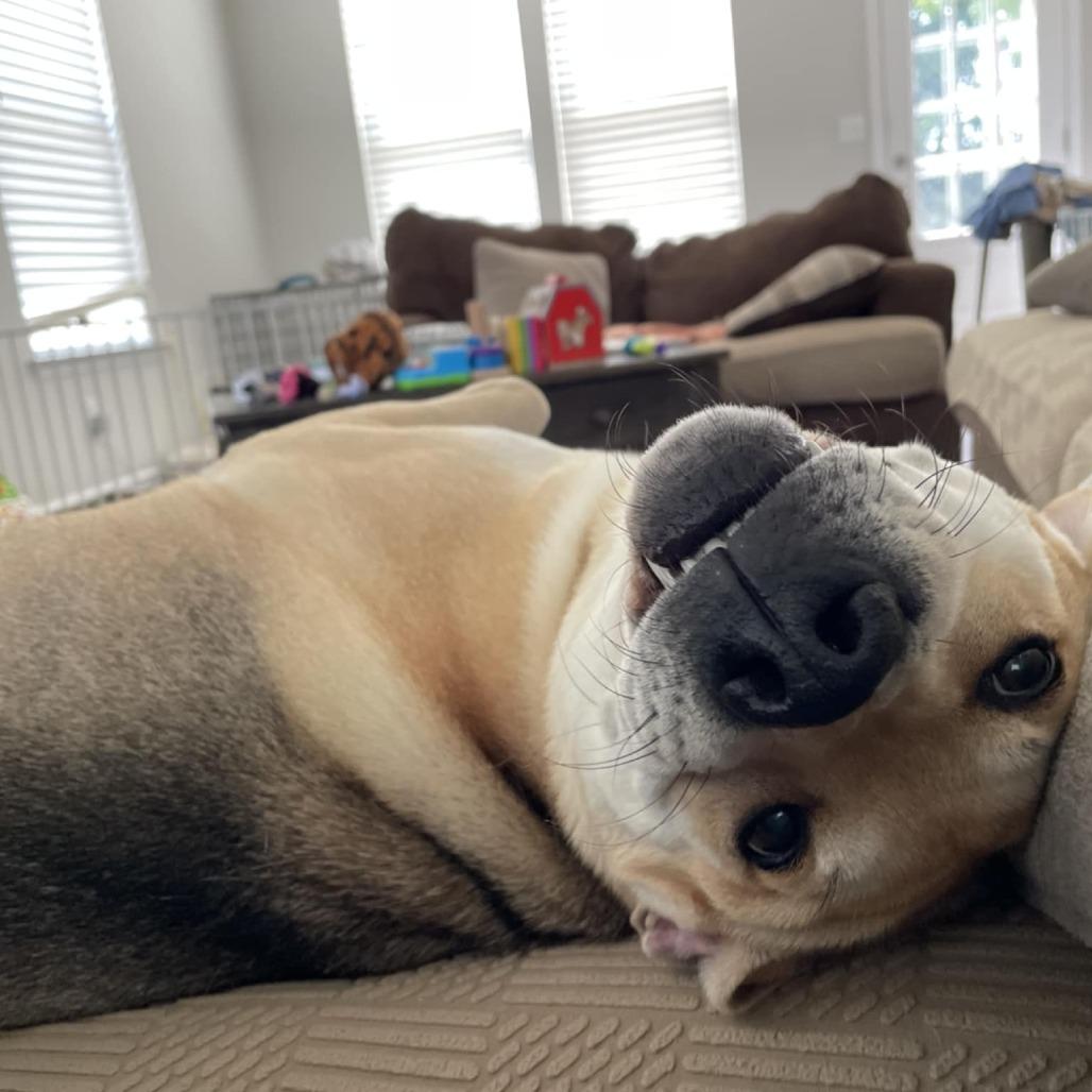 Enlarge Gunnar, a Adoptable mixed breed in Zuni, VA image 6/6