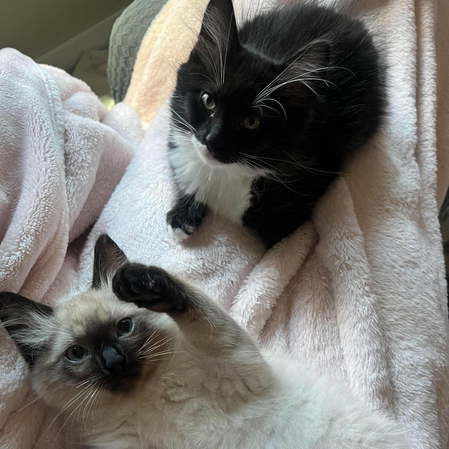 DIOR AND CALVIN, adopted, Kitten Female Manx & Siamese.