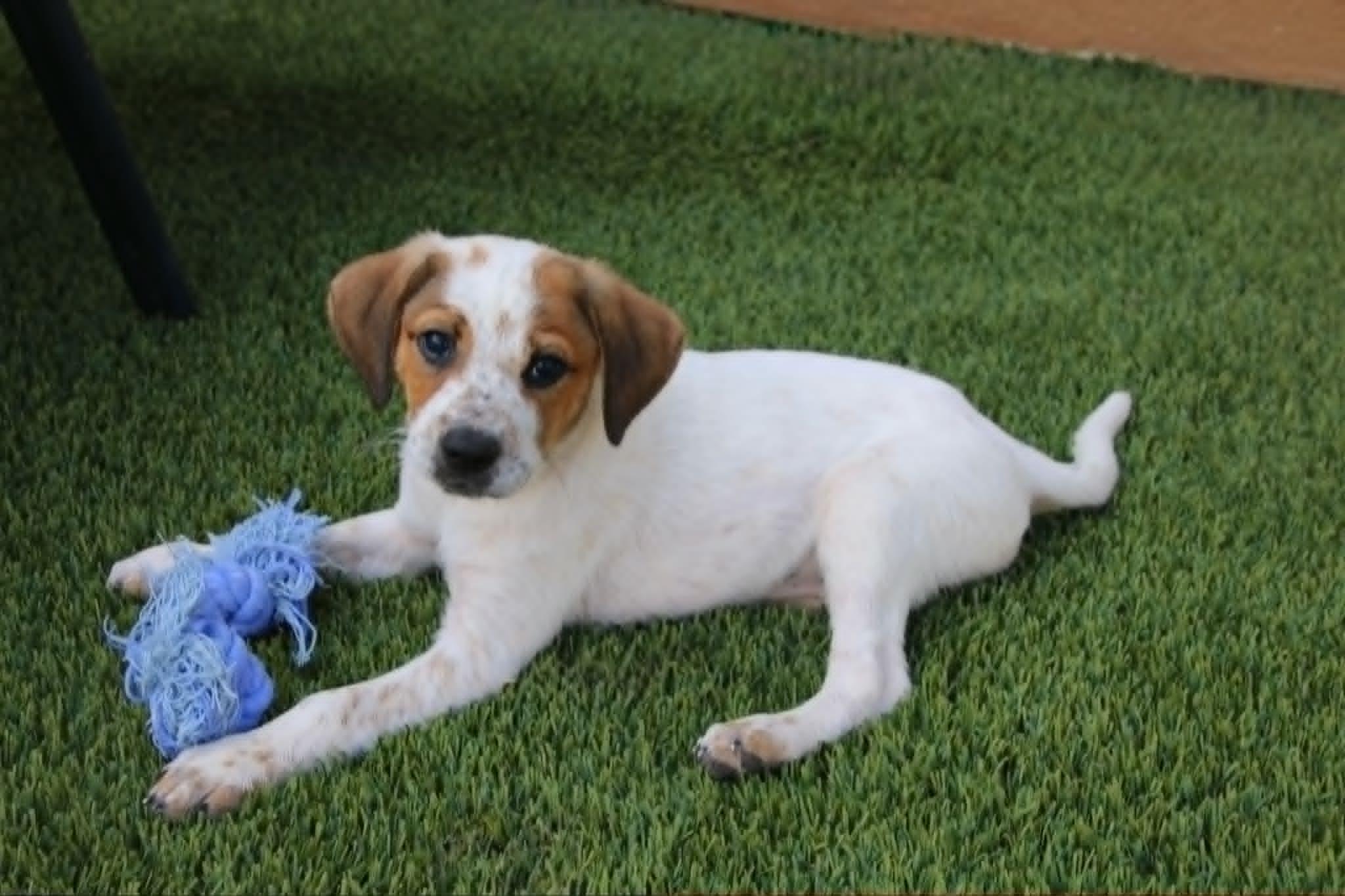 Enlarge Alani, an adopted mixed breed in Temecula, CA image 2/5