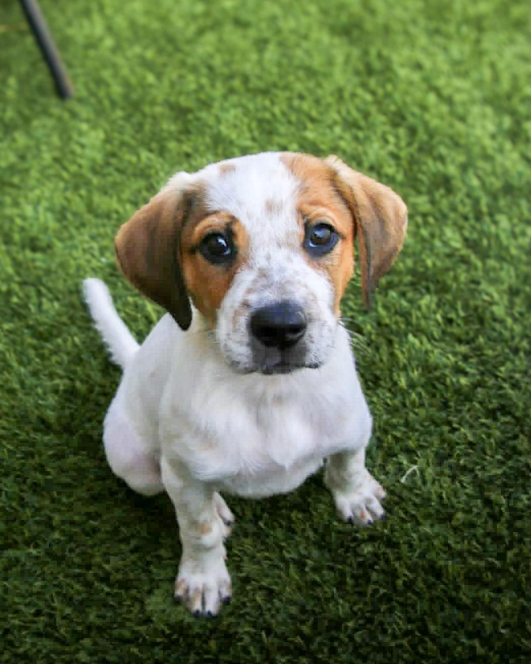 Enlarge Alani, an adopted mixed breed in Temecula, CA image 1/5