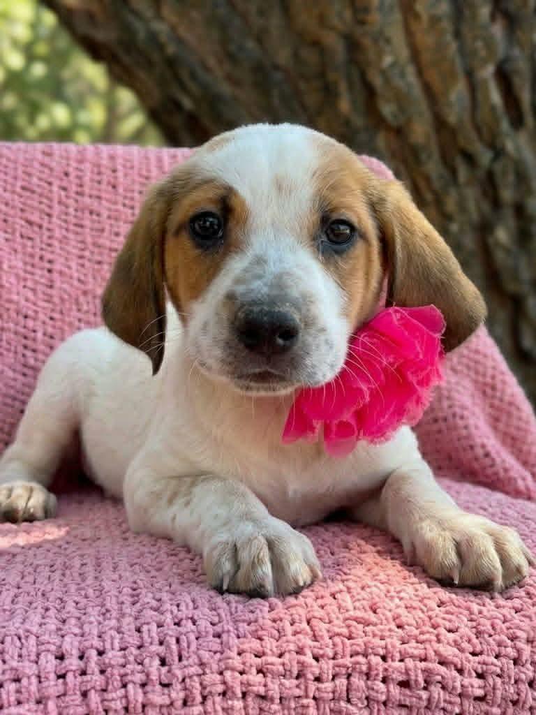 Enlarge Alani, an adopted mixed breed in Temecula, CA image 3/5