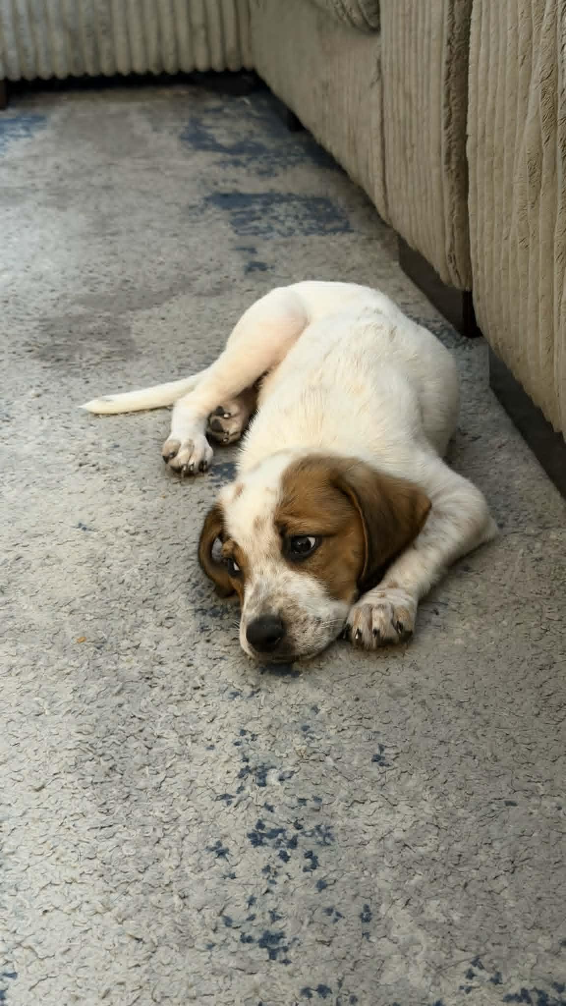 Enlarge Alani, an adopted mixed breed in Temecula, CA image 4/5