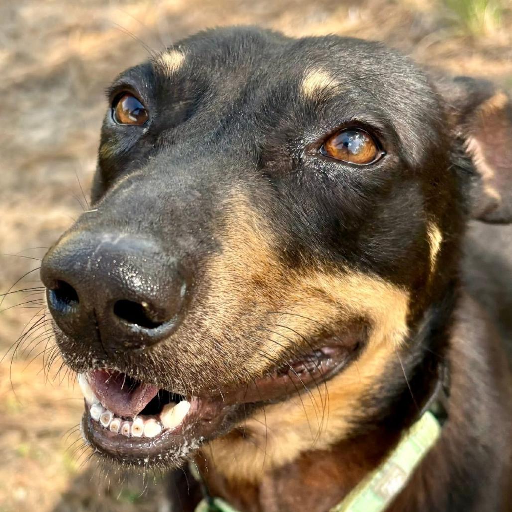 Snoop, Adoptable, Adult Male Miniature Pinscher & Mixed Breed.