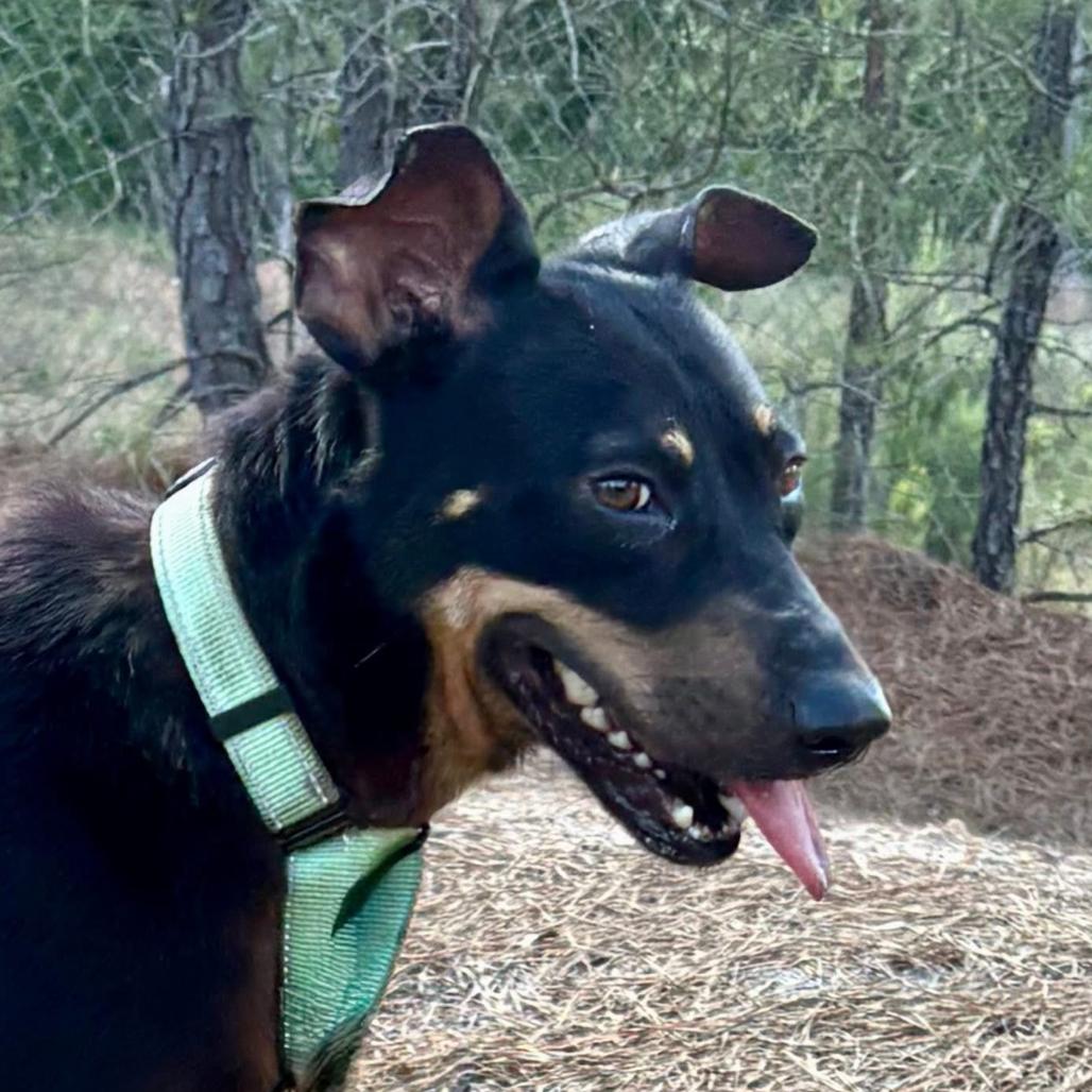 Enlarge Snoop, a Adoptable mixed breed in Marshall, TX image 2/6