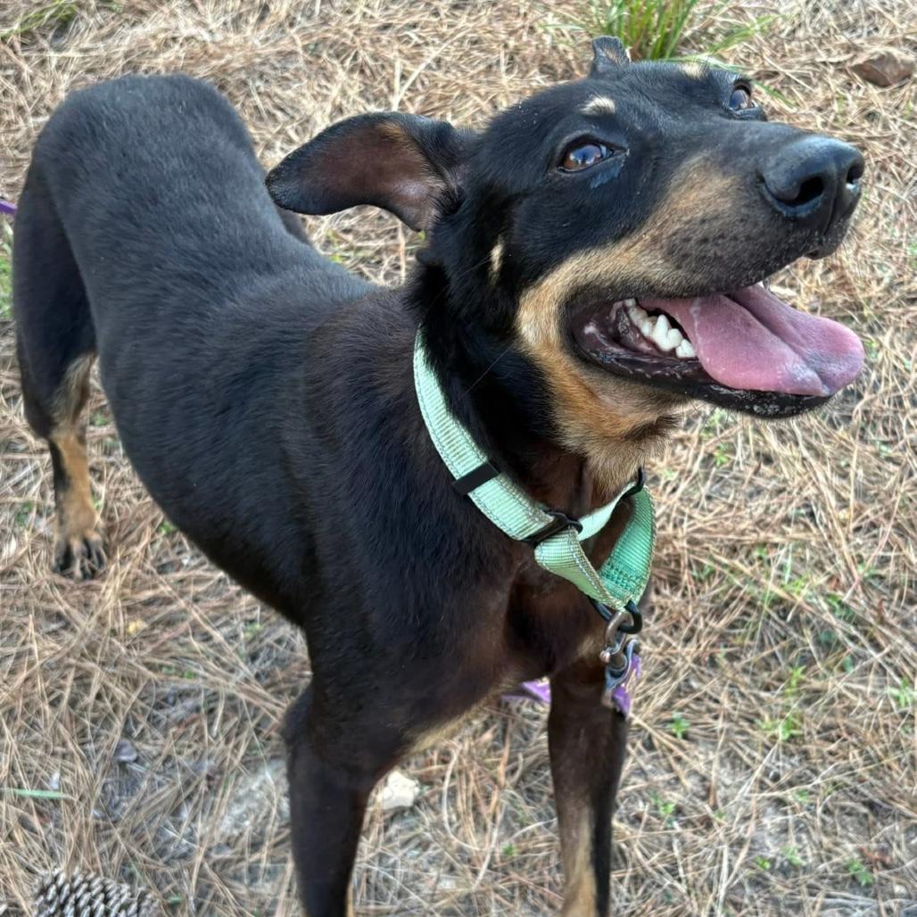 Enlarge Snoop, a Adoptable mixed breed in Marshall, TX image 3/6